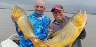 Dorados de gran porte antes del pico de la creciente del Paraná en Cayastá dorados-de-gran-porte-antes-del-pico-de-la-creciente-del-parana-en-cayasta