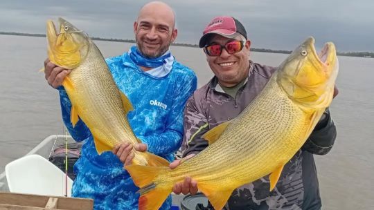 dorados-de-gran-porte-antes-del-pico-de-la-creciente-del-parana-en-cayasta