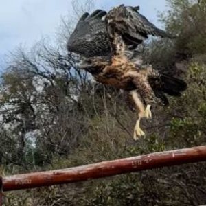 asi-liberaron-a-decenas-de-animales-silvestres-en-una-zona-rural-cordobesa