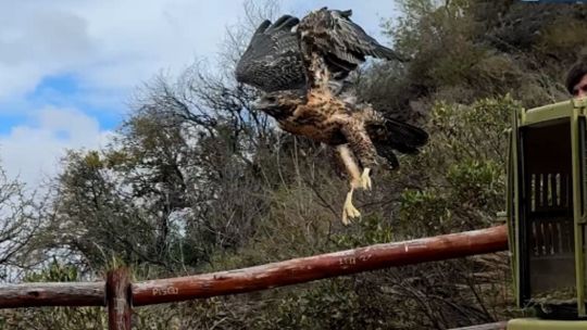 asi-liberaron-a-decenas-de-animales-silvestres-en-una-zona-rural-cordobesa