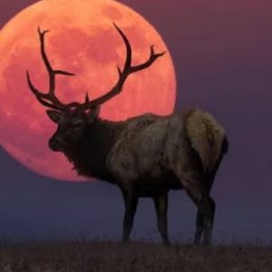 luna-del-ciervo-2026:-a-que-hora-y-donde-podra-disfrutarse-en-la-argentina?