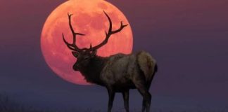 Luna del Ciervo 2026: a qué hora y dónde podrá disfrutarse en la Argentina? luna-del-ciervo-2026:-a-que-hora-y-donde-podra-disfrutarse-en-la-argentina?
