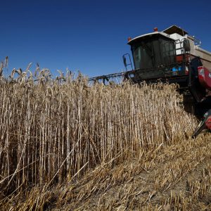 uniao-europeia-avalia-quebra-de-safra-de-graos-devido-ao-calor