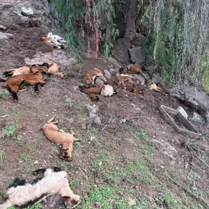 crianceros-reportan-la-muerte-de-mas-de-2.000-animales-por-el-temporal
