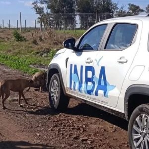 el-inba,-los-ataques-de-perros-y-cientos-de-denuncias-en-el-interior-atendidas-por-solo-tres-funcionarios