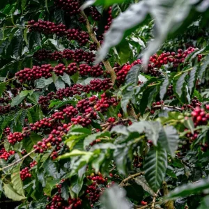 productores-de-cafe-refuerzan-lucha-contra-la-antracnosis