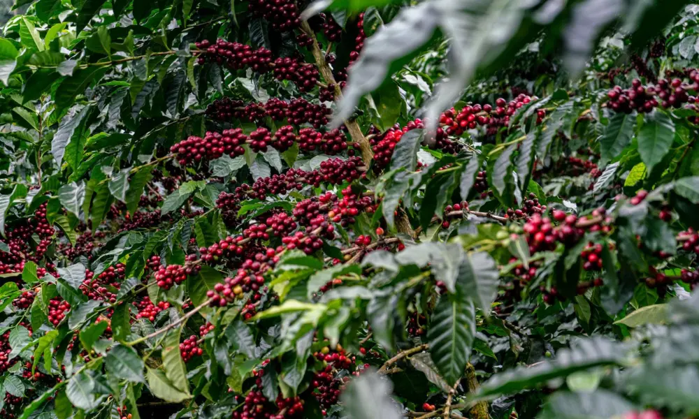 productores-de-cafe-refuerzan-lucha-contra-la-antracnosis