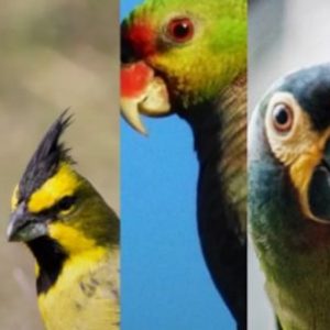 aves-argentinas-celebra-sus-110-anos-volando-bien-alto-en-la-proteccion-de-la-biodiversidad