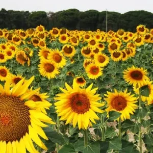 el-girasol-es-el-cuarto-rubro-no-tradicional-de-exportacion