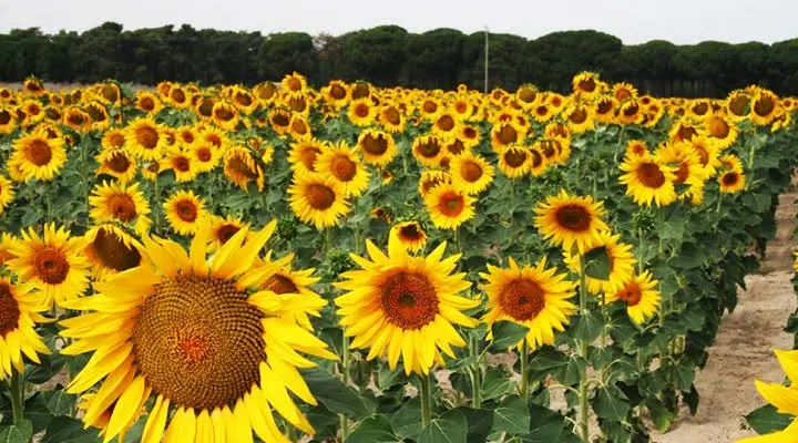 el-girasol-es-el-cuarto-rubro-no-tradicional-de-exportacion