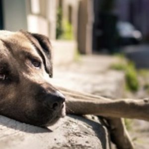me-lo-mataron,-era-mi-unico-amigo:-misterio-por-el-envenenamiento-masivo-de-perros-en-bolivar