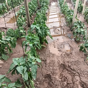 lluvias-afectan-cosechas-y-comienzan-a-encarecer-frutas-y-verduras-en-el-limari