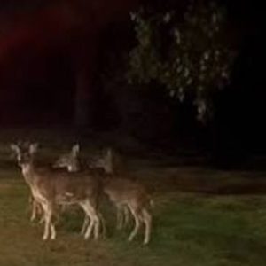 sorpresa-por-ciervos-sueltos-cerca-del-parque-pereyra-iraola
