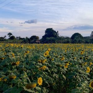 agosto-comeca-com-tempo-firme-e-rajadas-de-ate-50-km/h-em-apucarana