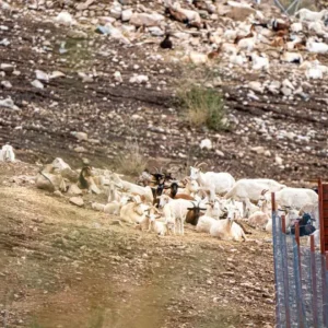 crianceros-de-illapel-reportan-graves-perdidas-de-ganado:-al-menos-335-animales-muertos