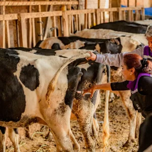 lanzan-en-cochabamba-un-programa-de-sanidad-animal