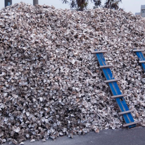 arrojar-desechos-marinos-parecia-una-idea-loca-hace-20-anos,-pero-hoy-la-ciencia-confirma-su-exito:-500.000-toneladas-de-conchas-transformaron-el-ecosistema-de-un-nuevo-arrecife