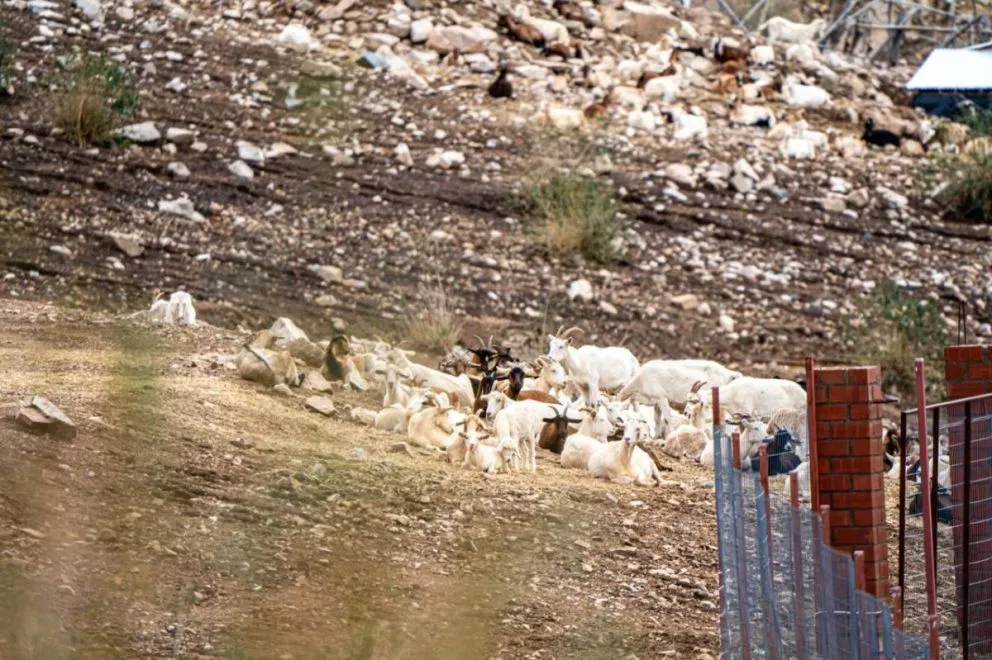 muerte-de-animales-agrava-la-crisis-ganadera-regional