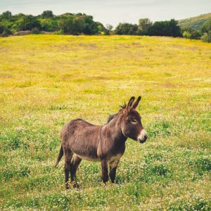 hace-40-anos-devolvieron-un-asno-salvaje-al-desierto-y-hoy-esta-ayudando-a-reforestar-el-ecosistema-de-forma-natural