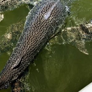 anuncian-veda-de-pesca-del-surubi-en-un-tramo-del-rio-uruguay