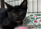 gatinho-preso-por-2-semanas-em-bueiro-na-california-vai-para-adocao