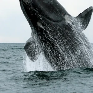 que-comen-las-ballenas-que-nos-visitan?-cientificos-uruguayos-investigan-su-alimentacion