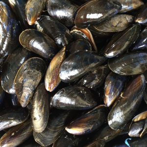 cientificos-encuentran-microplasticos-en-los-mejillones-y-caracoles-de-aguas-profundas-del-pacifico