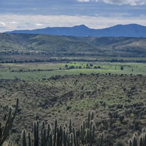 las-lluvias-despiertan-boom-de-vida-que-permanecia-oculta-en-el-limari