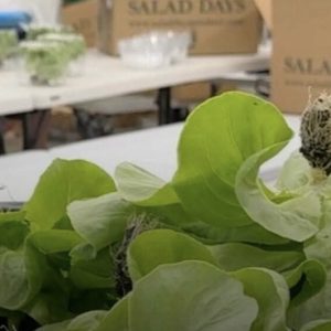 dos-muertos-y-casi-2.000-casos:-investigan-la-lechuga-servida-en-importante-cadena-de-comida-rapida