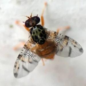 sag-descarta-que-el-temporal-implique-mayor-riesgo-de-mosca-de-la-fruta