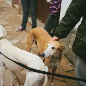 prohibirlas-o-regularlas?-camara-de-diputados-debate-el-futuro-de-las-carreras-de-perros-en-chile