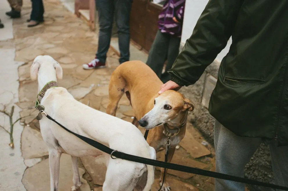 prohibirlas-o-regularlas?-camara-de-diputados-debate-el-futuro-de-las-carreras-de-perros-en-chile