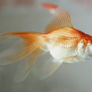 argentine-court-declares-restaurant-goldfish-sentient-beings