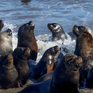 subpesca-evalua-“caza-selectiva”-de-lobos-marinos-por-impacto-en-pesca