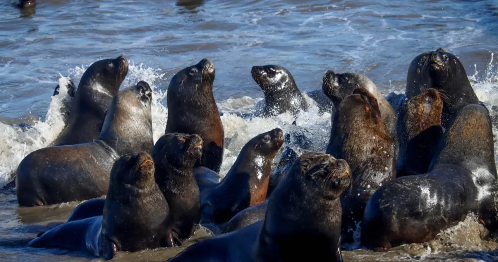 subpesca-evalua-“caza-selectiva”-de-lobos-marinos-por-impacto-en-pesca