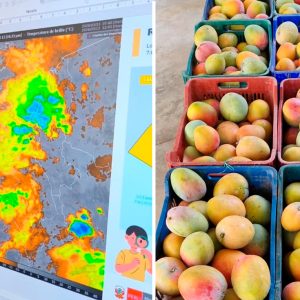 el-nino-golpea-lambayeque:-temperaturas-de-hasta-36-c-ponen-en-riesgo-la-produccion-de-mango-y-palta