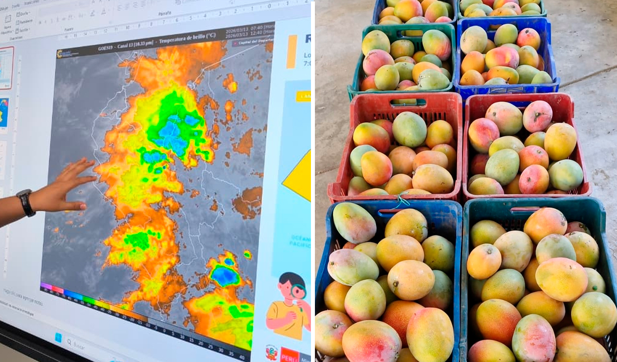 el-nino-golpea-lambayeque:-temperaturas-de-hasta-36-c-ponen-en-riesgo-la-produccion-de-mango-y-palta
