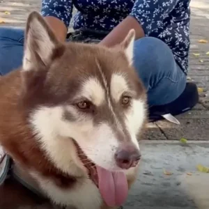 perro-recibe-pension-alimenticia-tras-inedito-fallo-en-mexico