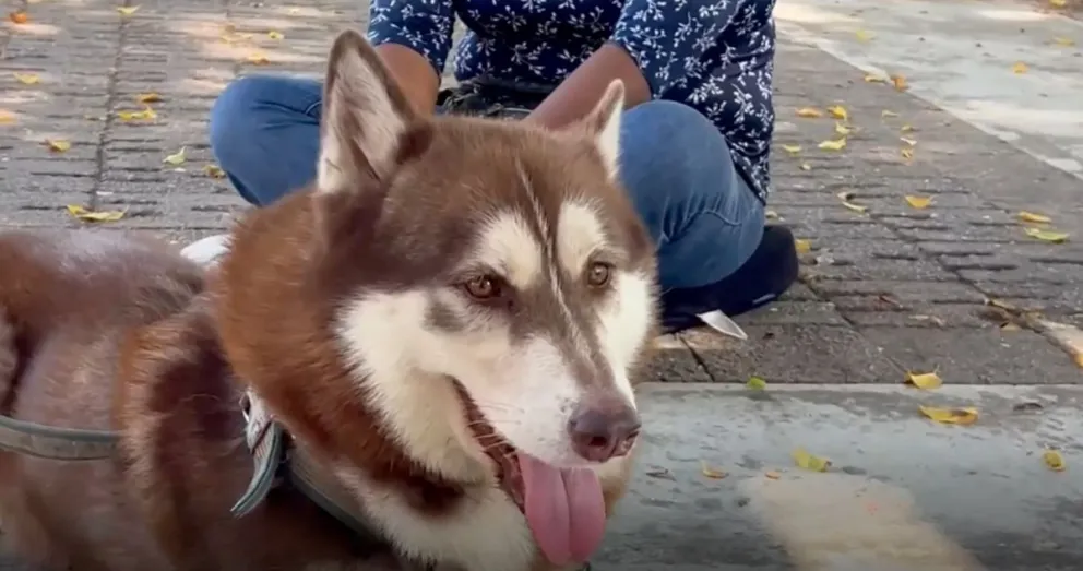 perro-recibe-pension-alimenticia-tras-inedito-fallo-en-mexico