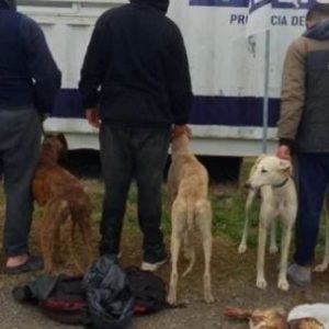 detuvieron-a-3-cazadores-furtivos-con-galgos-y-liebres-en-un-campo-privado-de-rauch