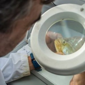 cientificos-del-conicet-realizan-un-inedito-y-extenso-monitoreo-de-peces-en-el-rio-de-la-plata
