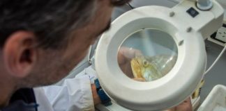 Científicos del CONICET realizan un inédito y extenso monitoreo de peces en el Río de la Plata cientificos-del-conicet-realizan-un-inedito-y-extenso-monitoreo-de-peces-en-el-rio-de-la-plata