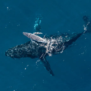 un-dron-con-camara-graba-a-una-ballena-jorobada-dando-a-luz-frente-a-la-costa:-es-increiblemente-raro