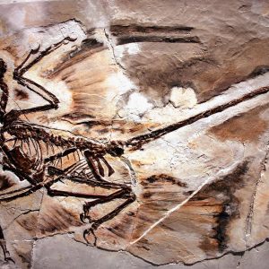 por-que-nao-havia-dinossauros-minusculos?-a-culpa-pode-ter-sido-dos-mamiferos