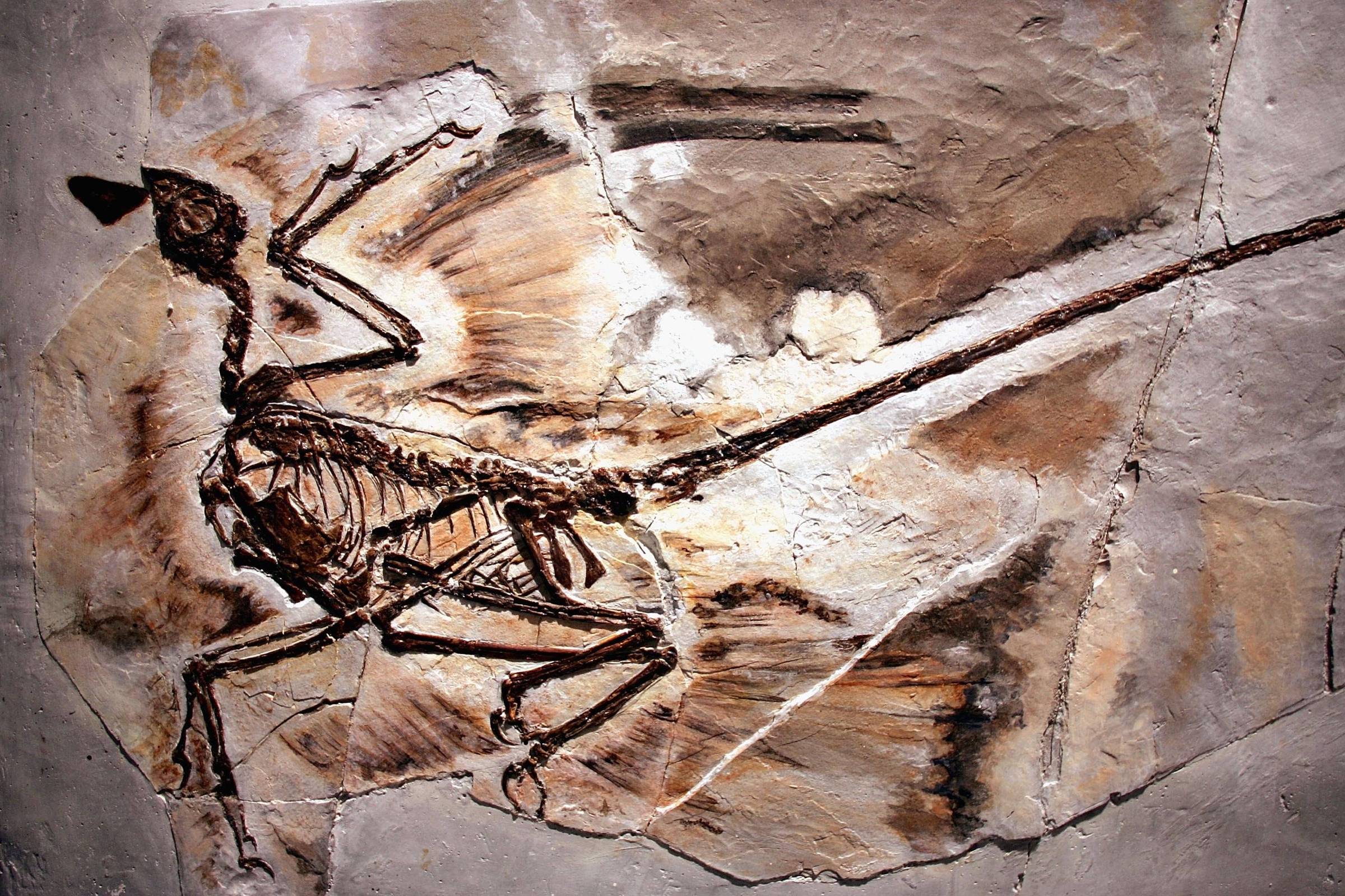por-que-nao-havia-dinossauros-minusculos?-a-culpa-pode-ter-sido-dos-mamiferos