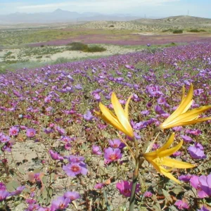 las-lluvias-anticipan-un-desierto-florido-excepcional