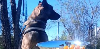 Cuál es el perro correntino que rescata personas y brilla en competencias latinoamericanas? cual-es-el-perro-correntino-que-rescata-personas-y-brilla-en-competencias-latinoamericanas?