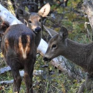 nace-la-primera-huemul-de-segunda-generacion-bajo-cuidado-profesional-en-la-patagonia