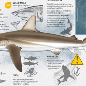 tiburones:-cuales-son-las-especies-en-riesgo-de-extincion-que-los-pescadores-pueden-proteger