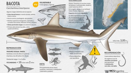 tiburones:-cuales-son-las-especies-en-riesgo-de-extincion-que-los-pescadores-pueden-proteger